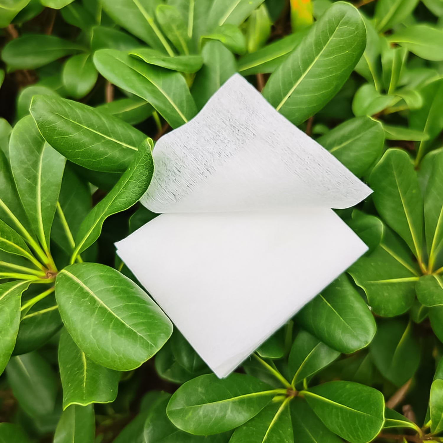Cotton makeup remover pads laid on a clean surface for removing makeup