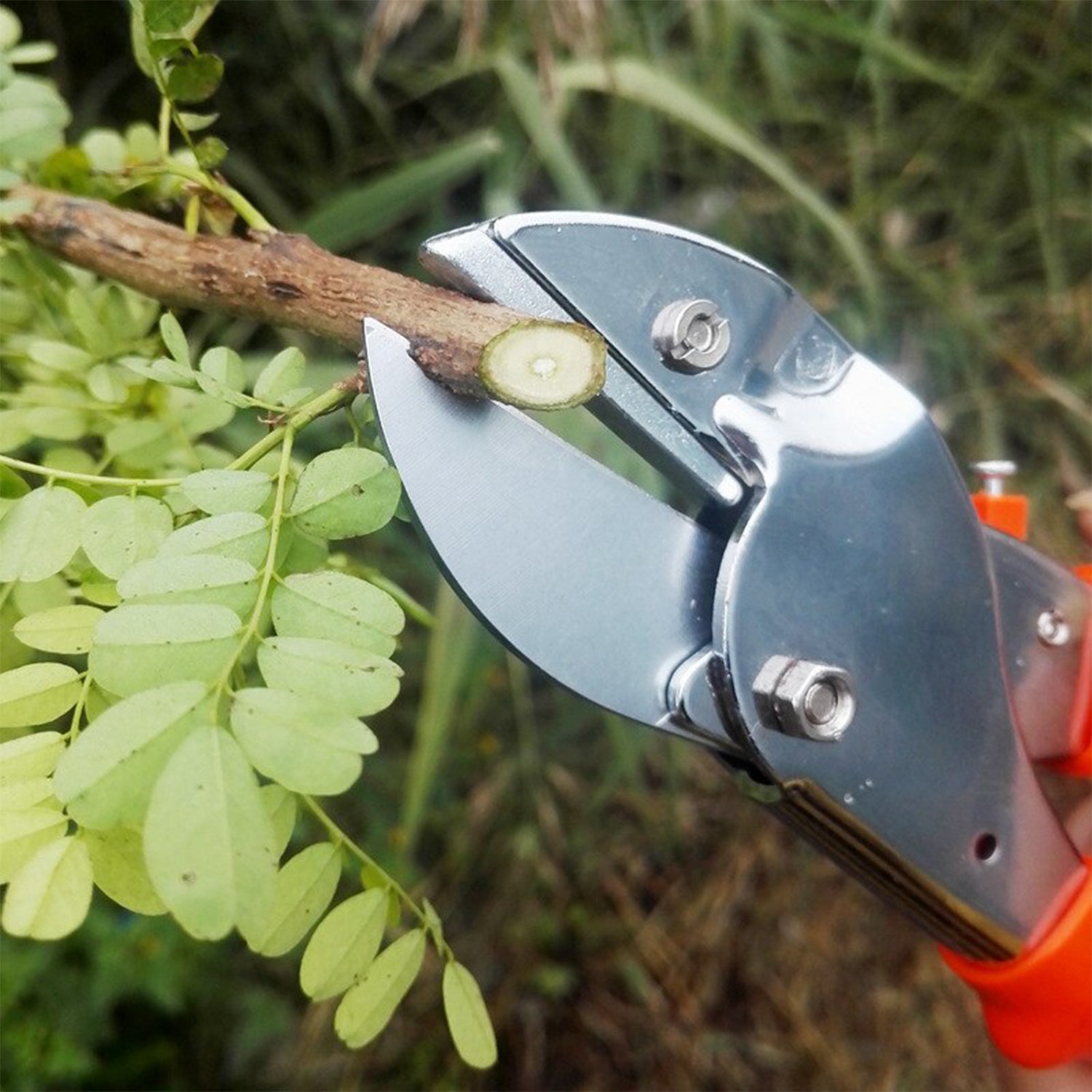 Close-up of sharp, durable blades on pruning garden scissors.